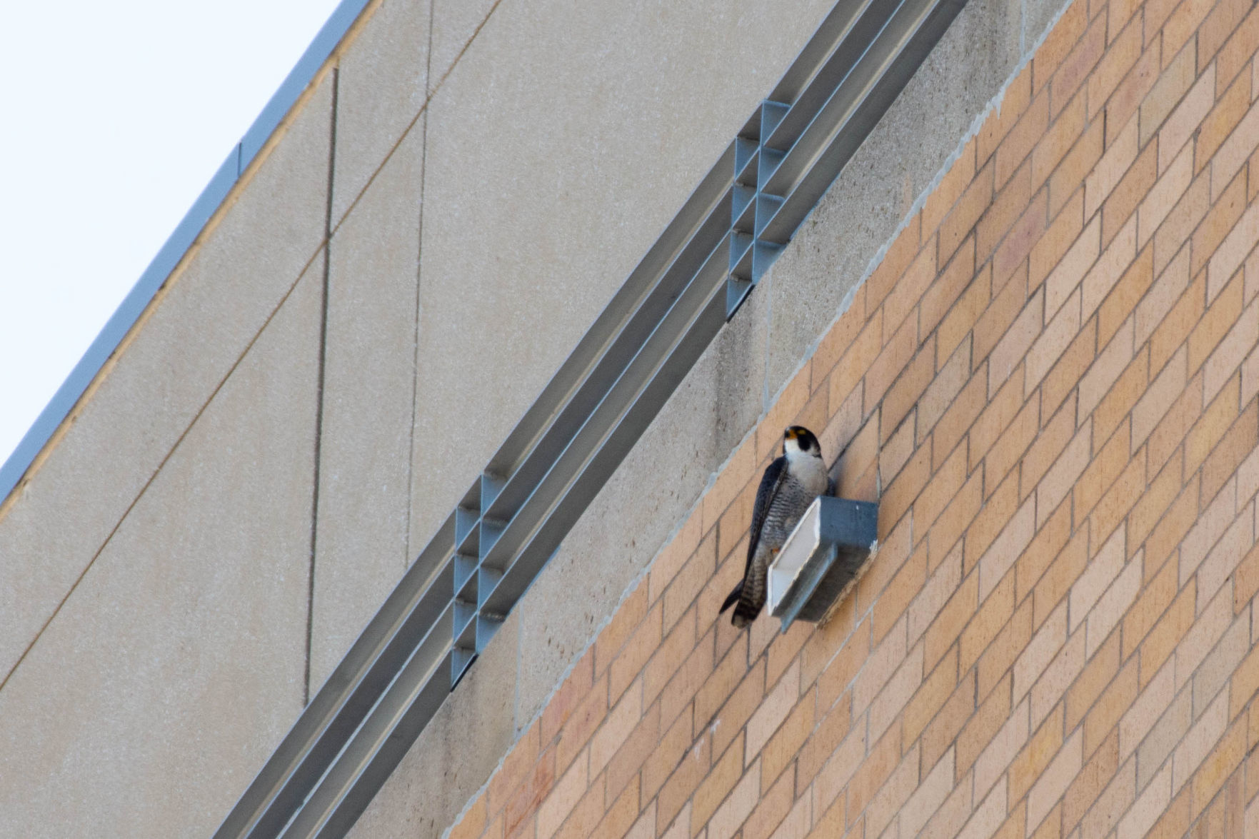 falcon scrunched